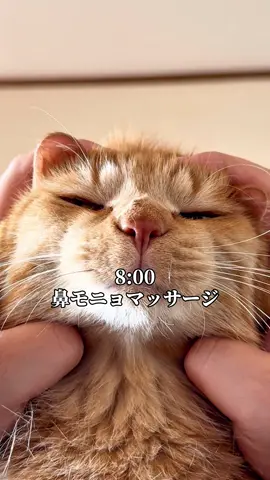 寒くなってきて、活動量が減った猫の1日#つなまよ #猫 