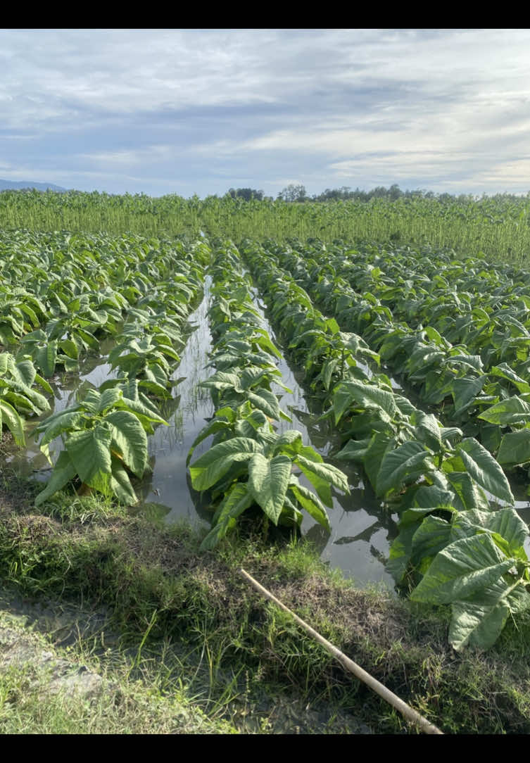 mungkin alam belum bersahabat dg kita 🥺 #petanijember #jember24jam #jembertiktok #petani #fyp 