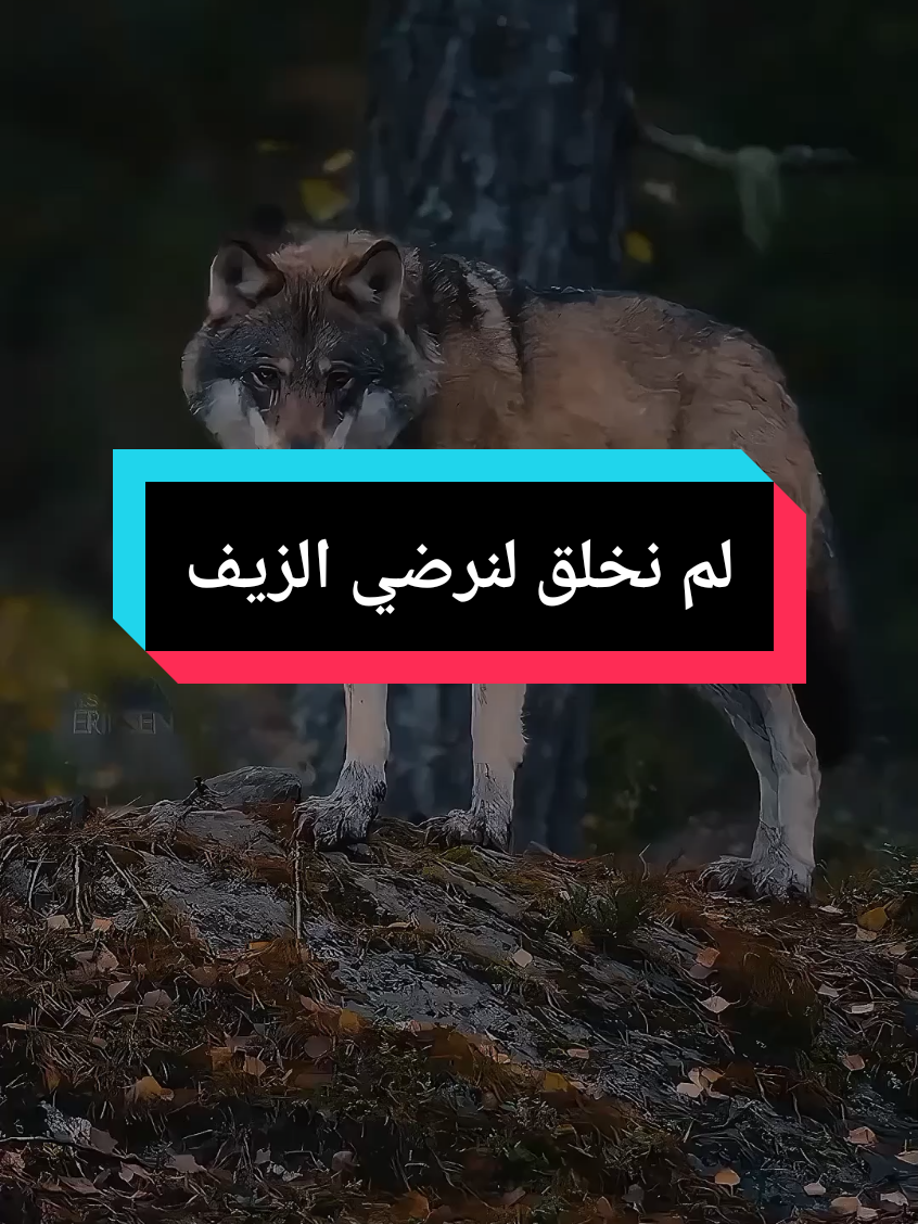 نحن لم نخلق لنرضى الزيف... #algeria🇩🇿54 #الجزائر_تونس_المغرب #الشعب_الصيني_ماله_حل😂😂🏃🏻‍♀️ #ecsiumTR #paris 