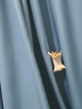 #creatorsearchinsights help #fyp #viral #trending #tiktok 