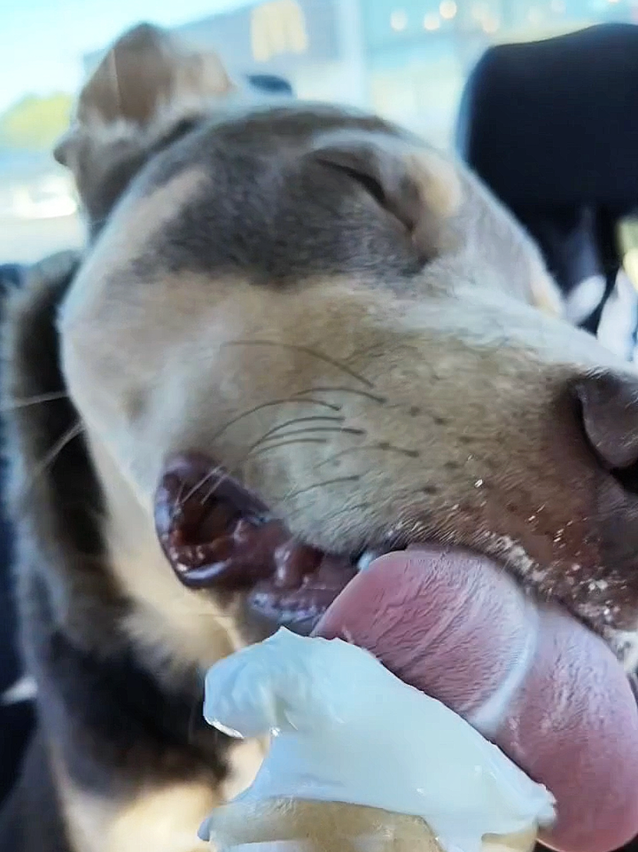 eyes closed in pure bliss 🥹 #puppylove #dog #puppies #icecream #sweettreat 