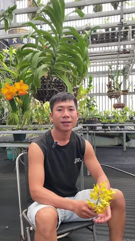 Những lưu ý khi áp dụng các phương pháp kích hoa #bachtriorchids #bachtrihoalan #longervideos #kythuatkichhoalan #kythuattronglan 