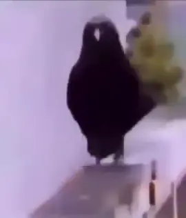 #زحف #غراب #الشعب_الصيني_ماله_حل😂😂 #دربديد #😳😹👆😹 