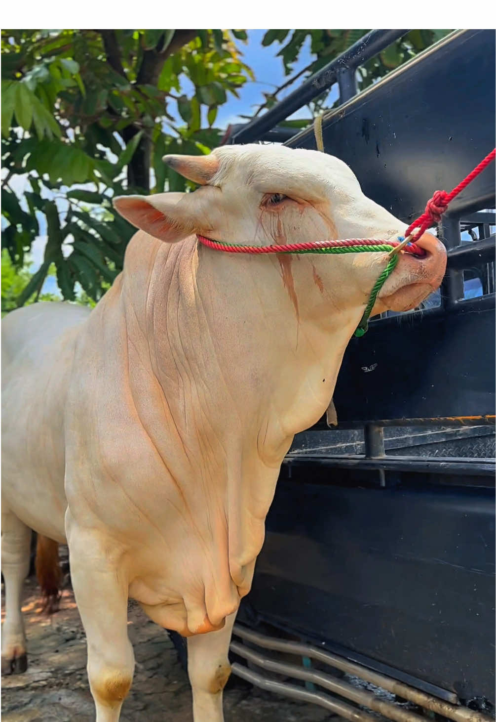 Masyallah Anoman 😍 #setiafarm #fyp #pageforyou #sapianoman #sapi 