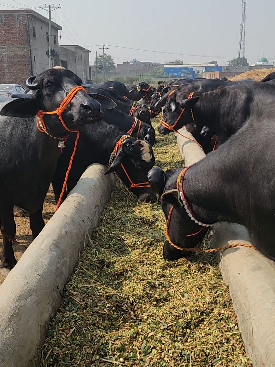 70-80 Gabban Jhotian #Farm  tips 