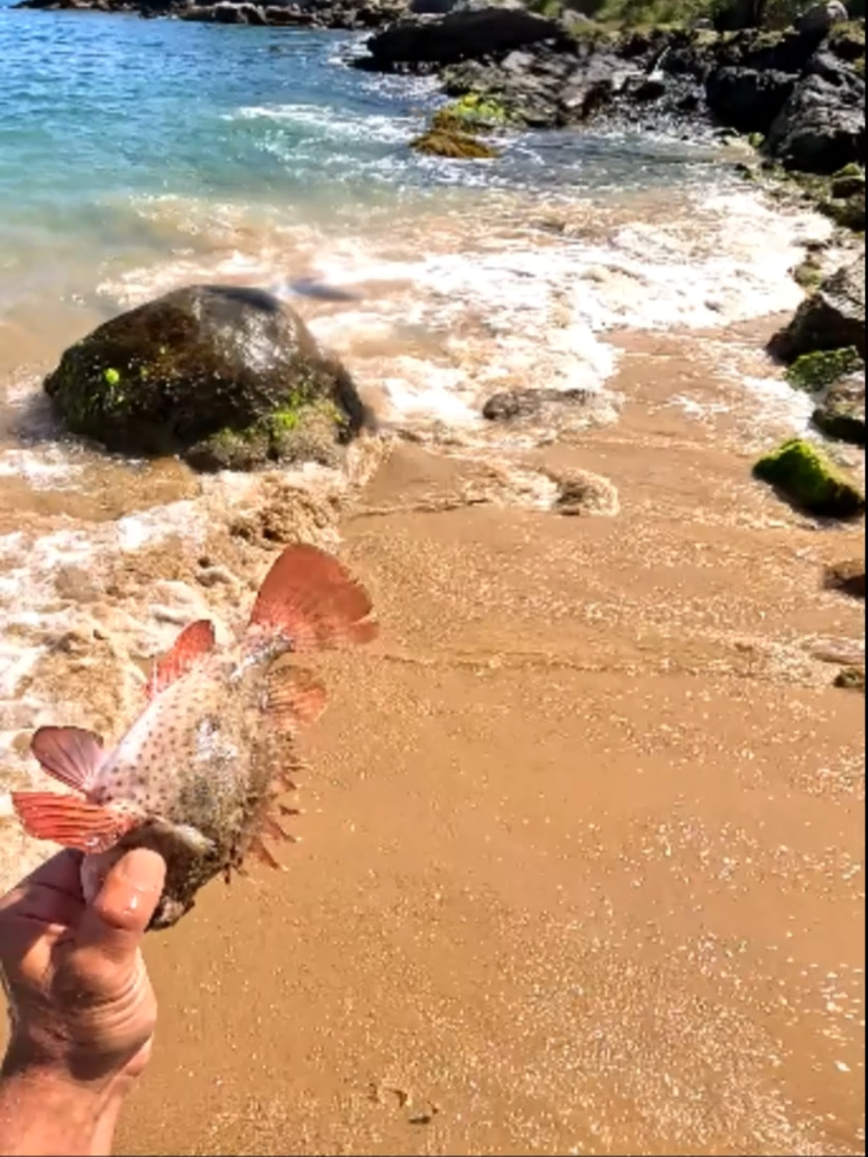 VOCÊ CONHECE ESTE PEIXE?