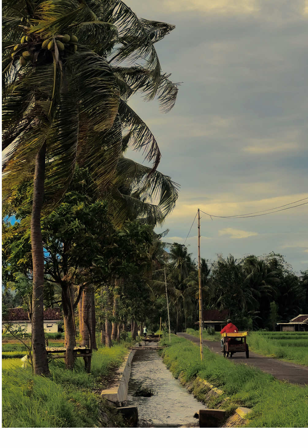 🍃✨ #bondowoso #bondowosokeren #fyp #fypシ゚ #foryoupage 