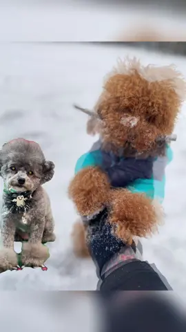 #simbatos_teacup #toypoodlebarboncino 