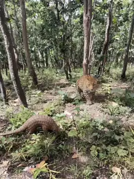 #เสือดาวกับตัวนิ่ม