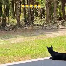 mới nhậu xong,gặp ăn trộm😂