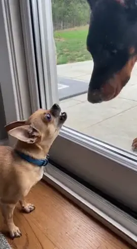 😂😂 #dog #ai #funny #dogfunny 