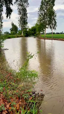 #nhackhongloi #nhacdanca #canhdepmientay #angiang 🥹🥹🥹