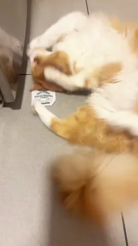 Ashi me lo agradece 🫶🏻🎀