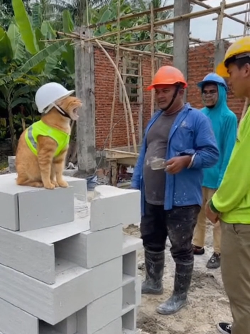 Mandor Oyen Marah-marah 🤣🤣 #AI #kucinglucu #viral #sora #lucu 