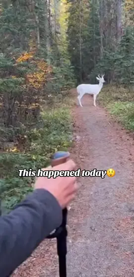 Loving nature! #deer #whitedeer #nature #trail #hike 