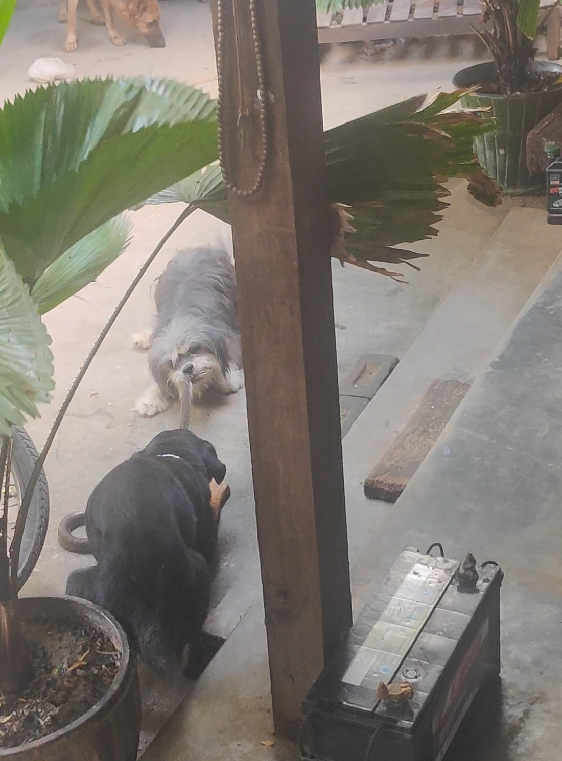 #ဆေးဖိုးတွေကုန်အုံးမာပေါ့ကွာ မြွေက ပေါက်လိုက် သူတို့က ကိုက်လိုက်နဲ့တဲ့🥹#fyp #တိချစ်သူများအတွက်သာ 