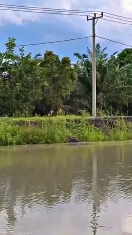 buat para pemancing di mesuji harap jaga jarak dari air y kawan