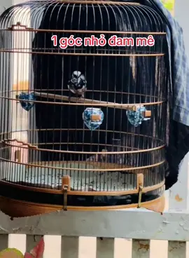 #xuhuong #choelua #choeluahot #choèlửa #chichchoelua #chimcanh 