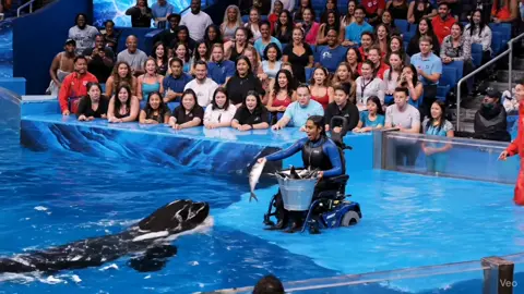 #jessica #orca #videoviral #treanding #fyp 