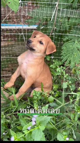 น้องหมา เดินมาจากไหนไม่รู้ครับ ตัวนิดเดียว จากที่มองดู มีหมัดเยอะเลย เเละมีเเผลเล็กๆ ตามตัวด้วย น้องไม่ให้จับเลย น้องคงจะโดนไล่ หรืออะไรมา เลยไม่ไว้ใจเรา #เทรนด์วันนี้ #ชีวิตต้องสู้ #หมาจรก็มีหัวใจ #สงสารน้อง #น้องหมาน่ารัก 