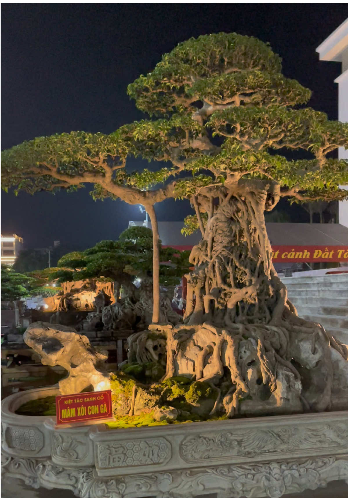 ngắm tác phẩm mâm xôi con gà về đêm #sanh #sanhnamdien 