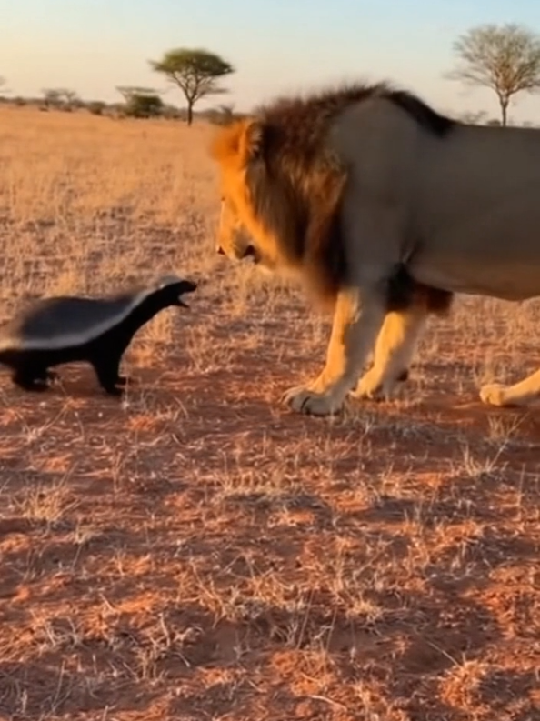 He Picked a Fight With the 😲🔥Wrong Animal #HoneyBadger #Lion #Wildlife #NatureTok #animaltok 