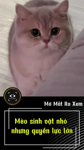 Mèo – sinh vật nhỏ nhưng quyền lực lớn. #momatraxem #pet #dongvat #hottrend #cliptrieuview 