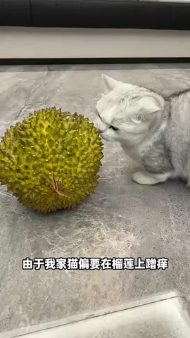 Babu melapisi sepatunya dengan kulit durian ...  #kittycatsoftiktok  #fyppppppppppppppppppppppp  #4u 