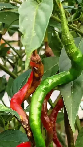 Mengatasi cabai terkena patek cukup gunakan Pestisida nabati sahabat tani #pestisidanabati #patek #patekcabai #cabai #obatpatek 