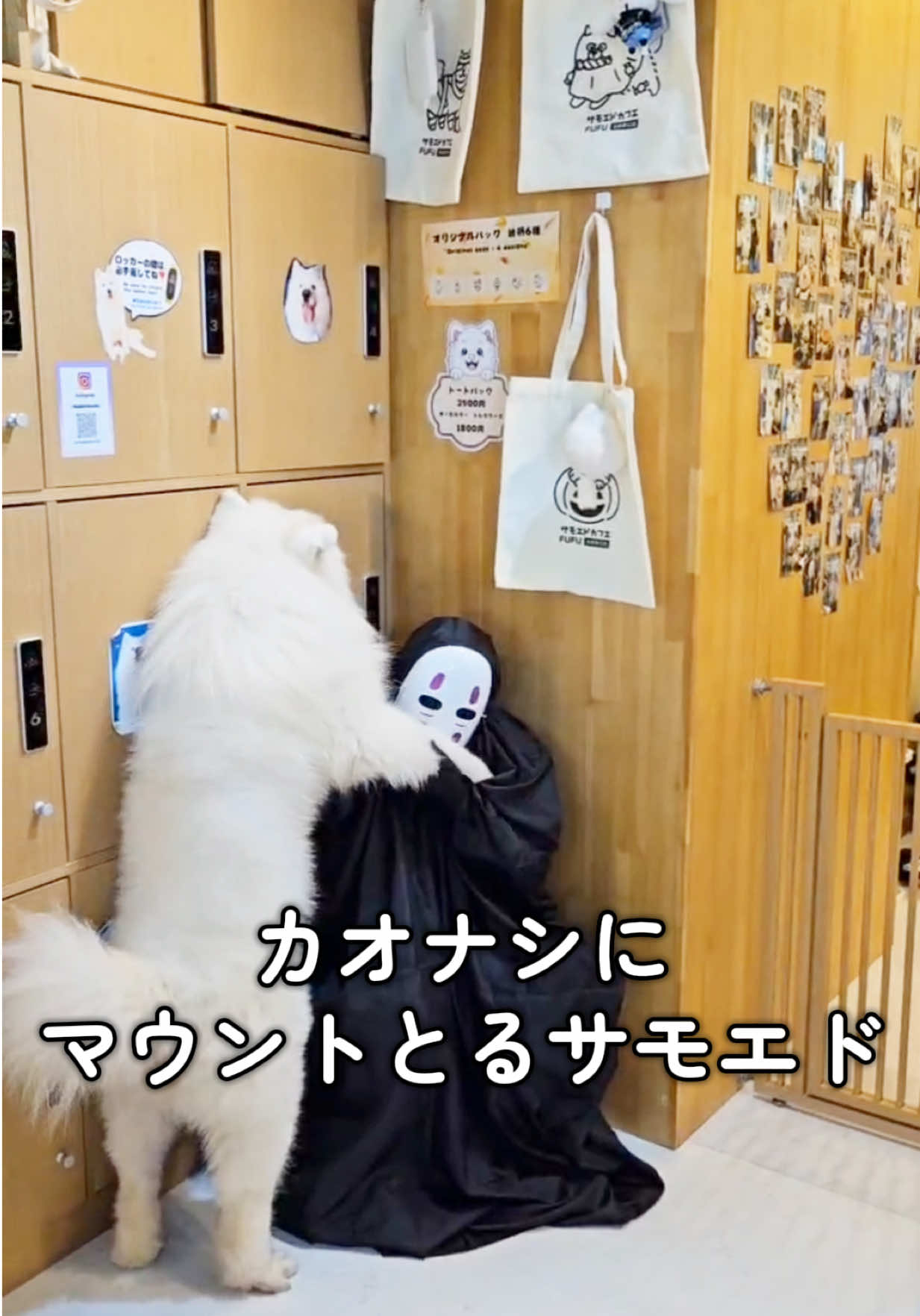 カオナシにマウントとるサモエド😱 カオナシよりホラーなサモエド👻 #samoyed #池袋 #サモエドカフェ 