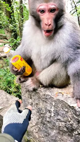 #tiktok #monkey #foryou 