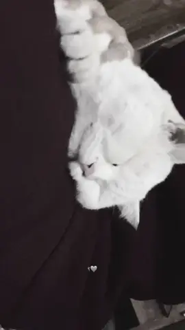 #هواجيس  #مشاهير_تيك_توك #ماجد_المهندس #شعر_عراقي 