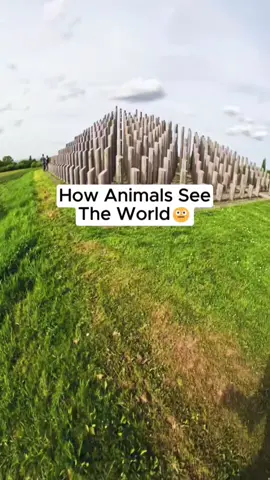 how animals see the world 😳🤯👍 #part1 #fyp #wiedlak #kirk #animated 