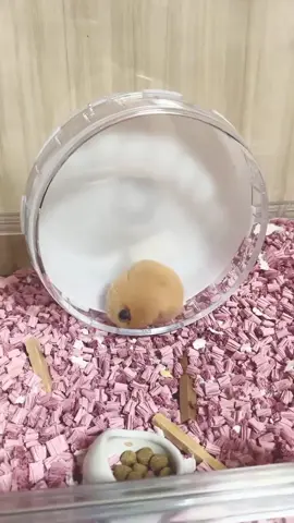 gumushh banget 😍💗🤏 #hamsters #hamster #hamsterimut #viral #viral 