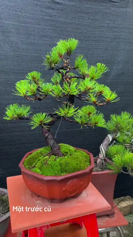 Thêm 1 em Thông bê tay nữa để bàn ae nhé 🌲❤️#bonsai #caycanhnghethuat #caycanh 