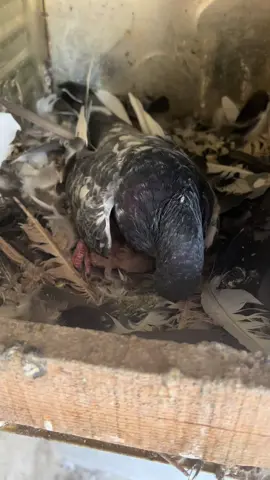 #دهوك_زاخو_سليماني_ئاكري_ئامیدی_هولیر #😍😍😍 #فاو #تار 