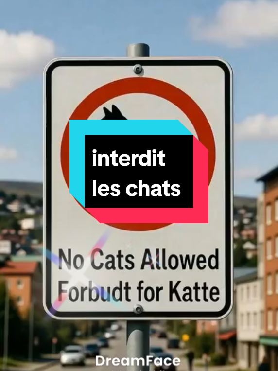 #creatorsearchinsights #catlife #fyp #tiktoktips #tiktokviral 