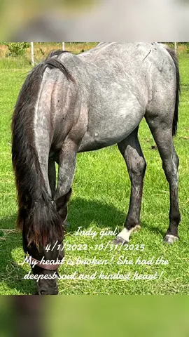 Lost my sweet girl and my heart is forever broken! #horsegirl #horsesontiktok #horseloss #gonetoosoon #blueroan 