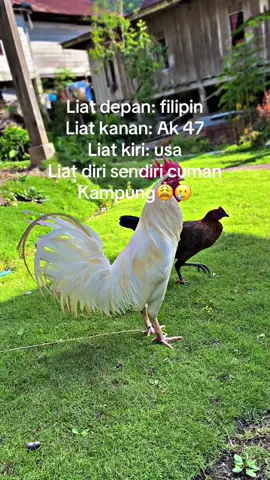 #ayamfilipin🇵🇭 #ak47#usa🇺🇸 #apajakoo🤙 #ayamkampung