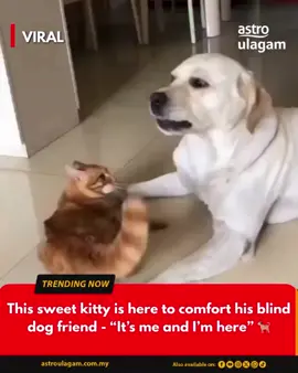 This 🥹  #fyp #dog #cat