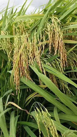 Padi Sitahan Banting, Spesialis Lahan Rawa Dan Cocok Disegala Musim  337 MR #fyppppppppppppppppppppppp 