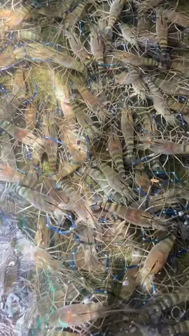 Tôm càng bến tre siêu bự-siêu khỏe-siêu ngon #phamhautomcang #tômcangxanh 