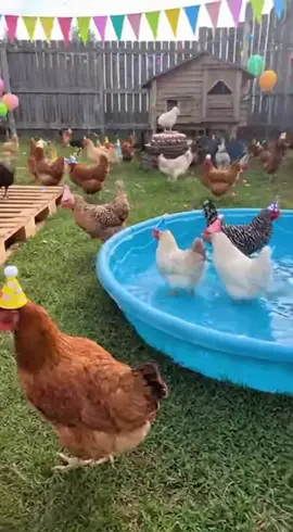 #farmlife #hen #chick3n #cats 