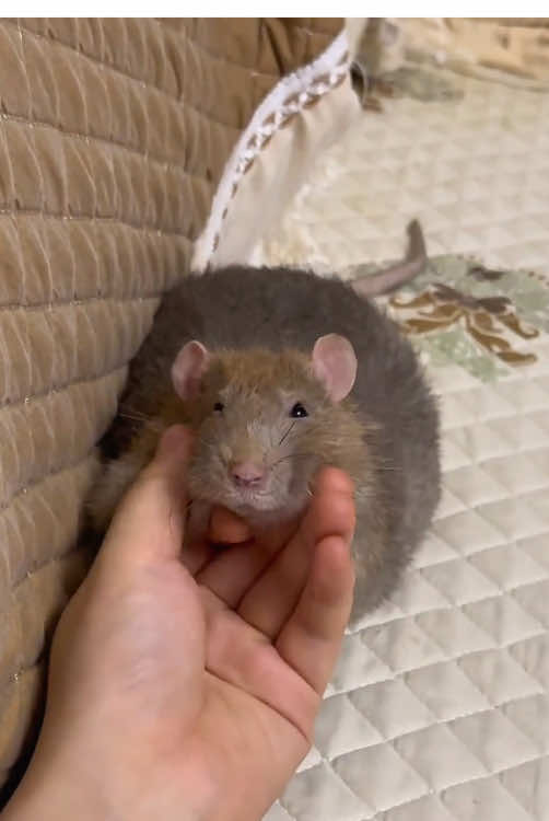 “Adorable Fancy Rat.”#viral #animals #foryou #tiktok #fyp #cute 