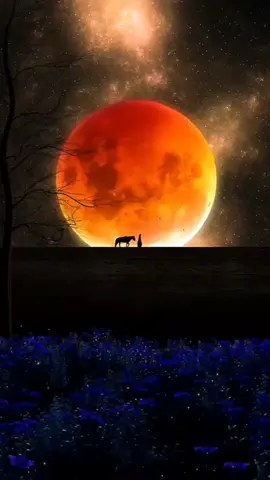 #CapCut Sleep peacefully, my love.#jane_21111 #เทรน์วันนี้ #รักทางไกล✈️💕 #ความรักเป็นสิ่งที่สวยงาม  ❤️ You are the last thought before my dreams begin, I love you 😘❤️