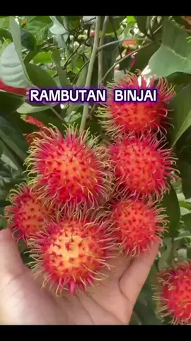 BIBIT RAMBUTAN BINJAI#rambutanbinjai #rambutan 