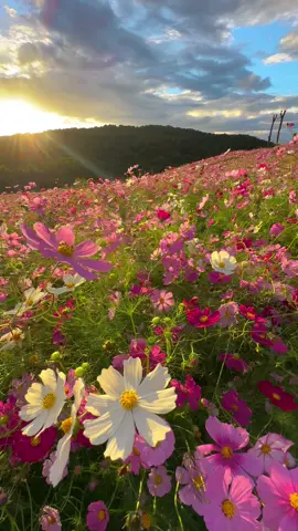 The stunning cosmos flower fields Flower Station Sera in Hiroshima prefecture.
—
📲2024/10/10 #iPhone14ProMax 
--- 広島県の「花の駅せら」の絶景コスモススポット。 #japan #flowers #花 