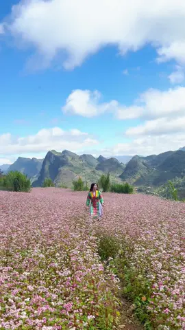 Hà giang tháng 11💕#hoatamgiacmach #hagiang #gaiban #xuhuongtiktok #sclk❤️ 