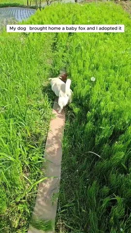 My dog brought home a baby fox and I adopted it #animals #rescueanimals #animalsoftiktok #animallover #fox 