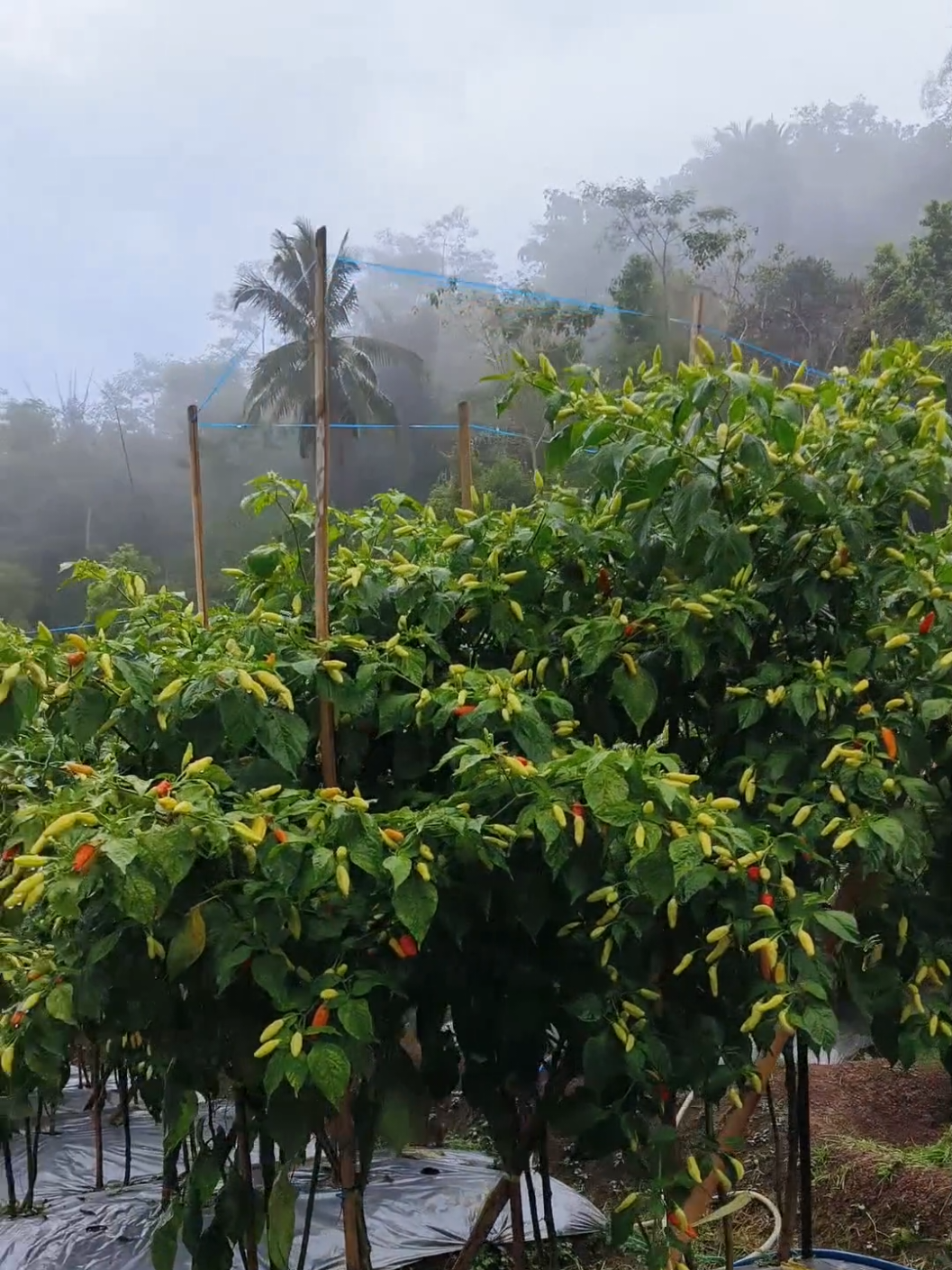 Moal gagal pokona boss🤣🤣 #fyp #caberawit #petanicabai #petanimuda #petanimilenial 